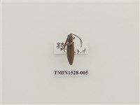 藏品(櫛角蟲科)的圖片